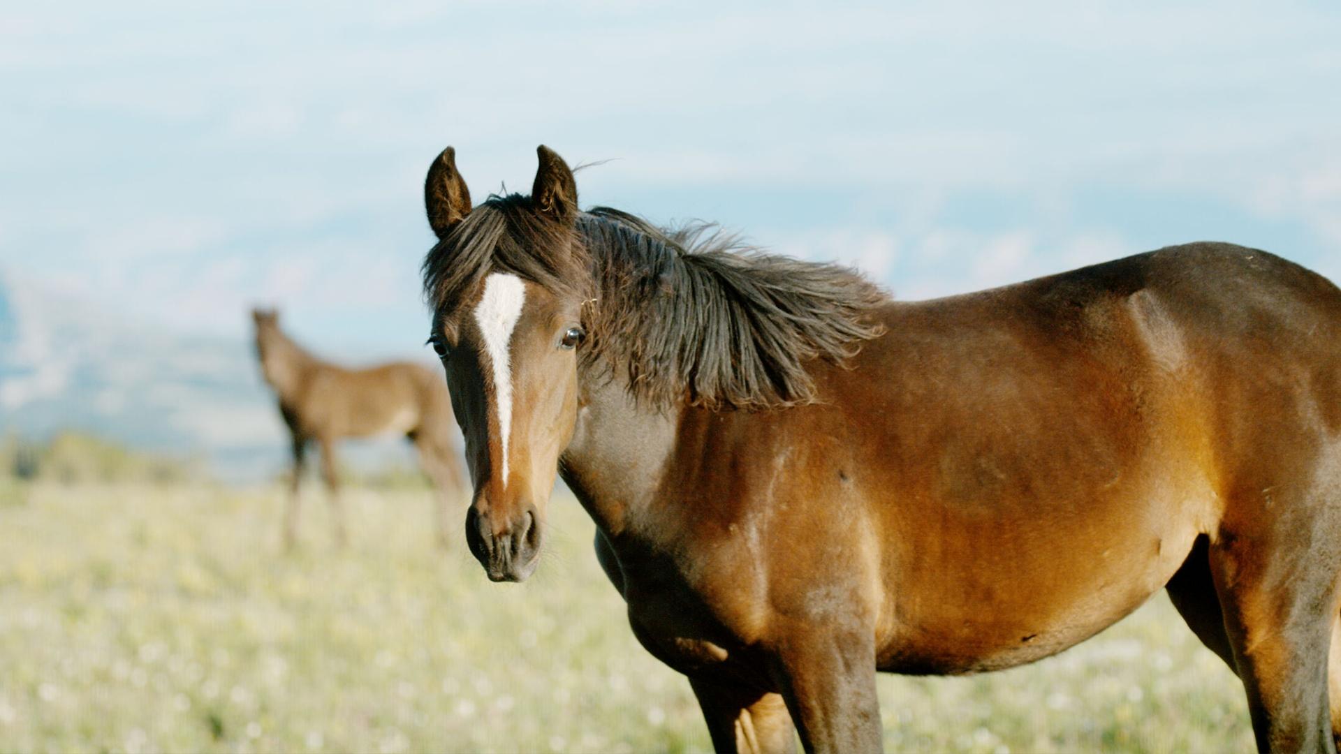 A horse standing in the foreground with another horse and a blurry landscape in the background.