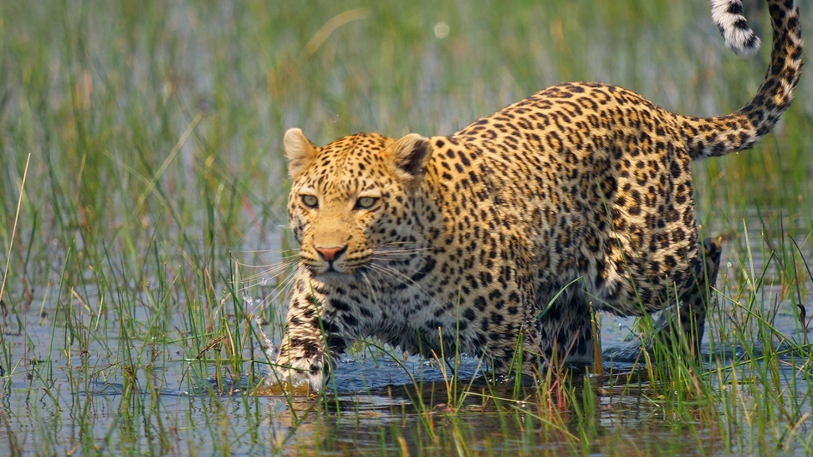 A cheetah walks through flooded grass
