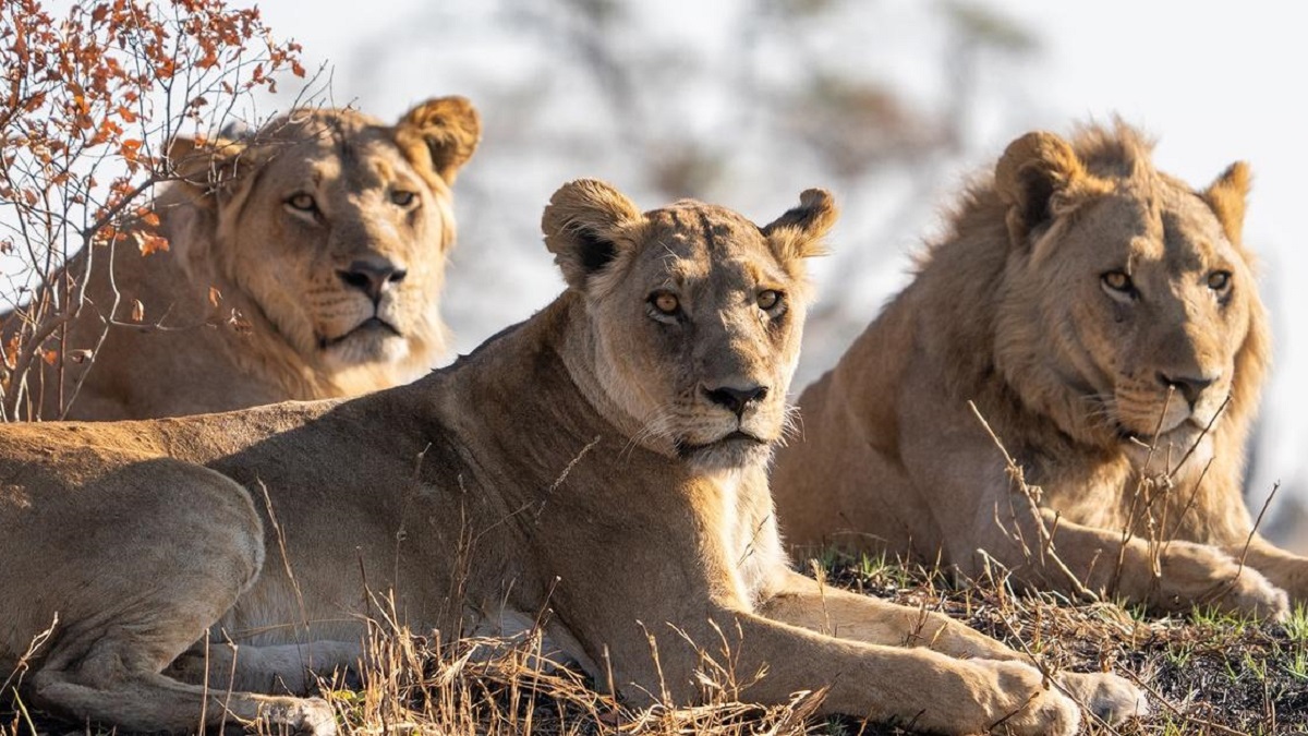 Three lions sit together