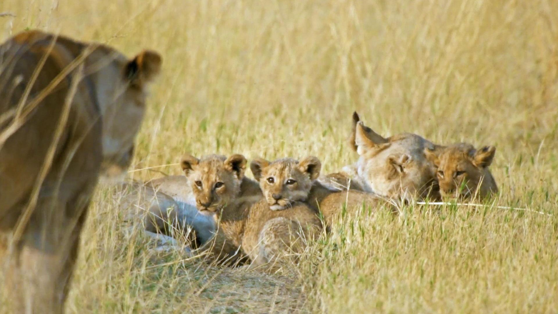 Lion cubs lay in tall grass with their mother