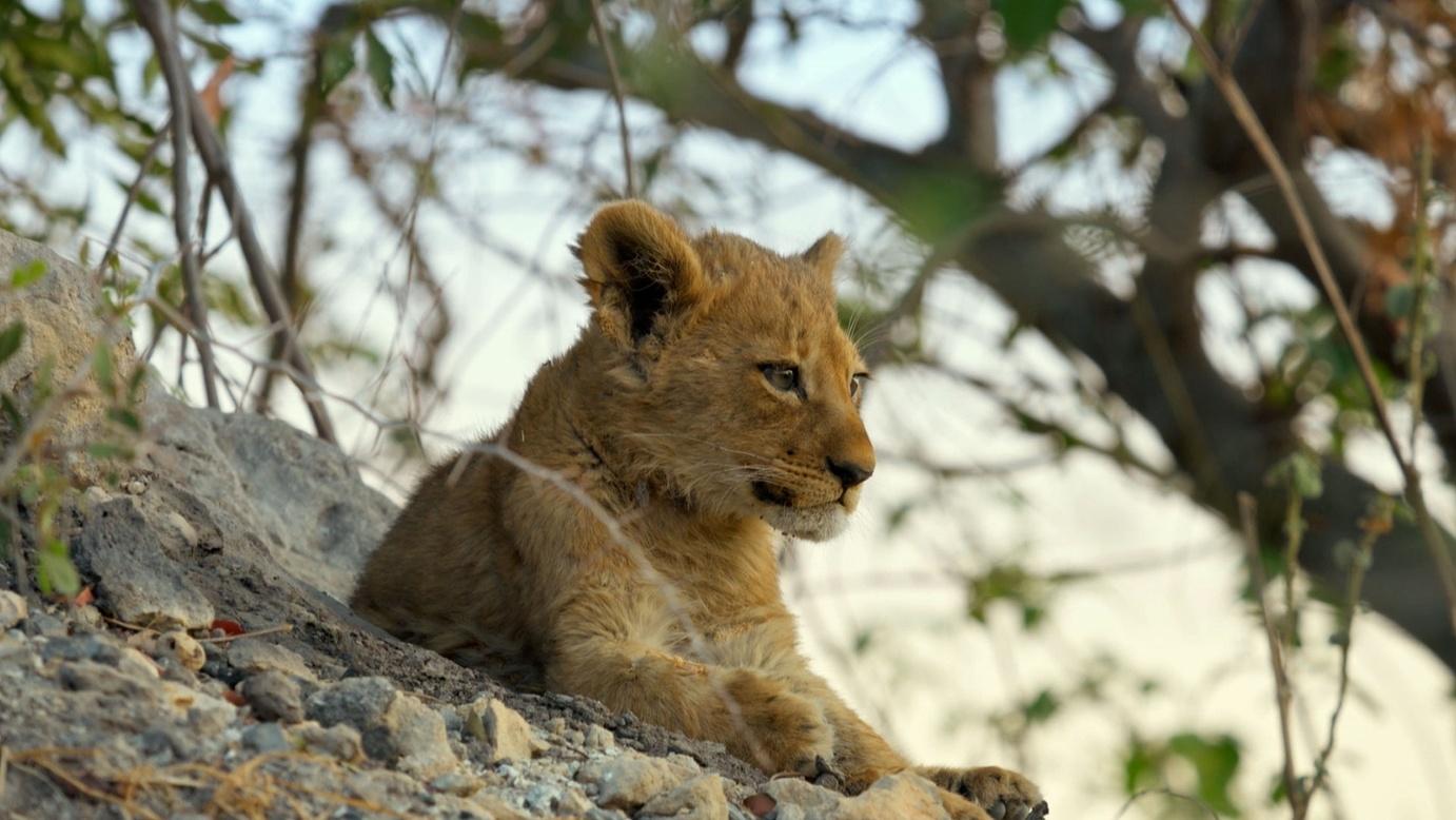 A lion cub lays on a rock