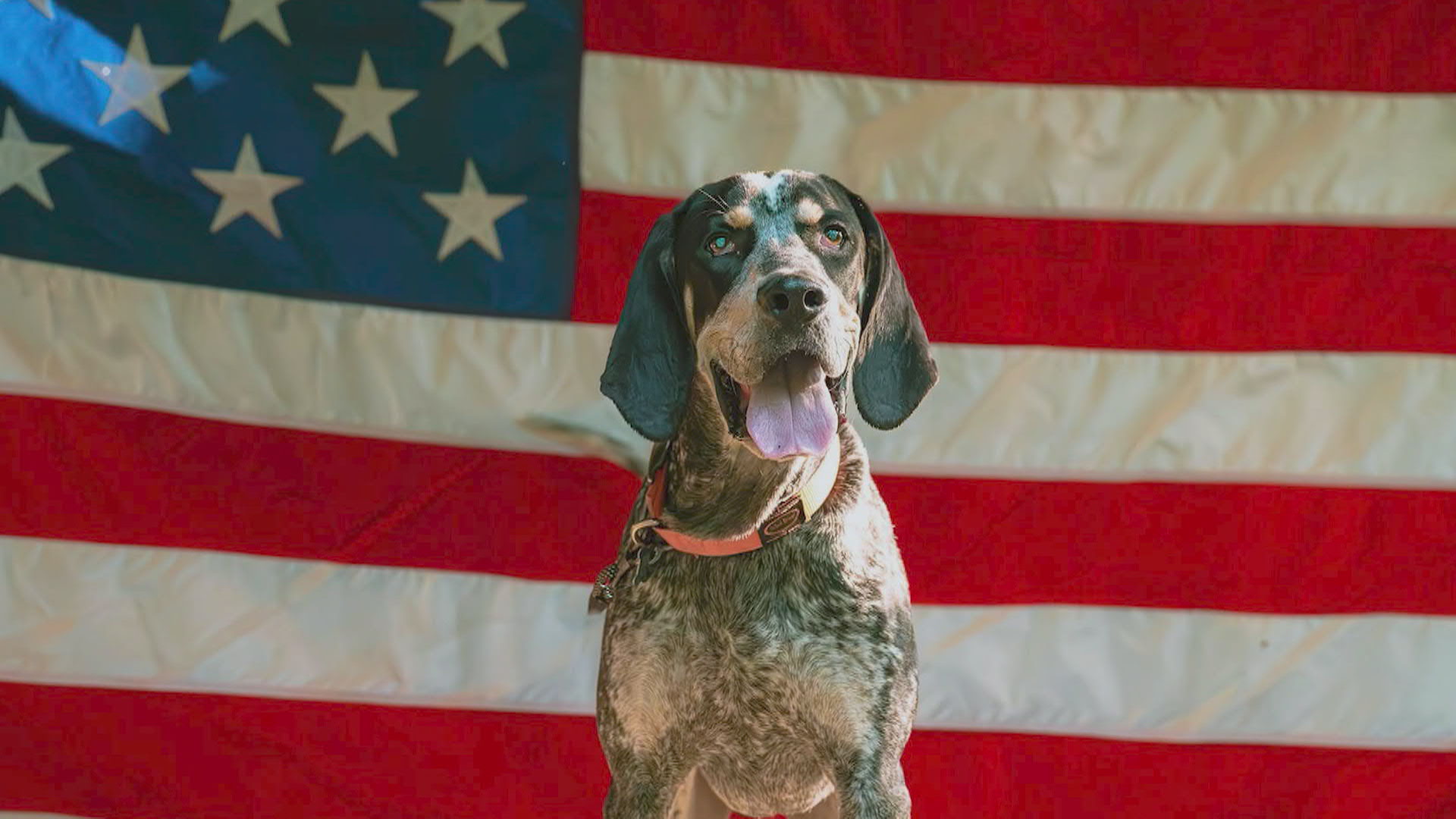 One of the dog mayors of Rabbit Hash, Ky., is featured on Kentucky Life.