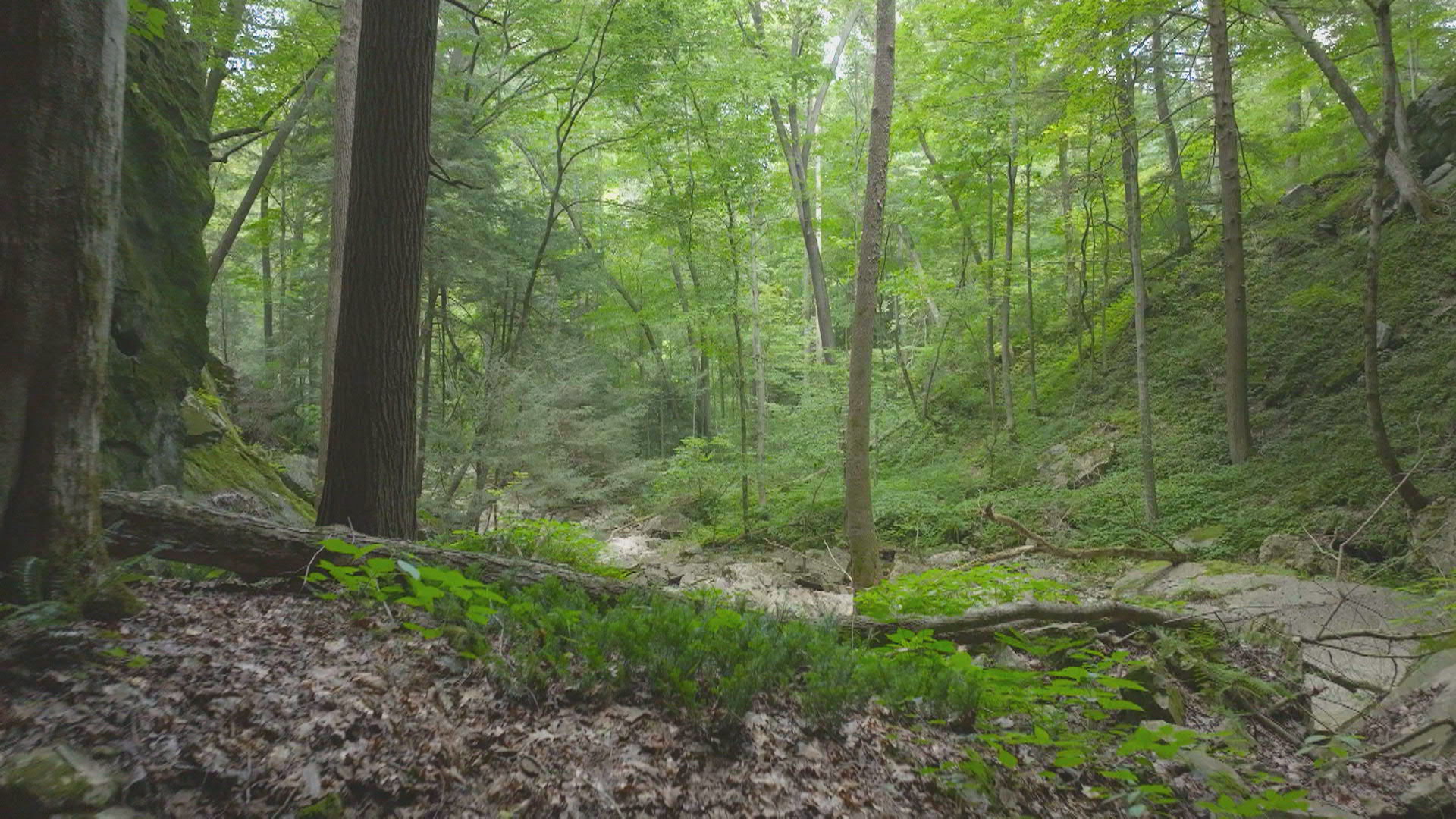 A scenic shot of an Eastern Kentucky forest used as a path for settlers traveling through the Cumberland Gap.