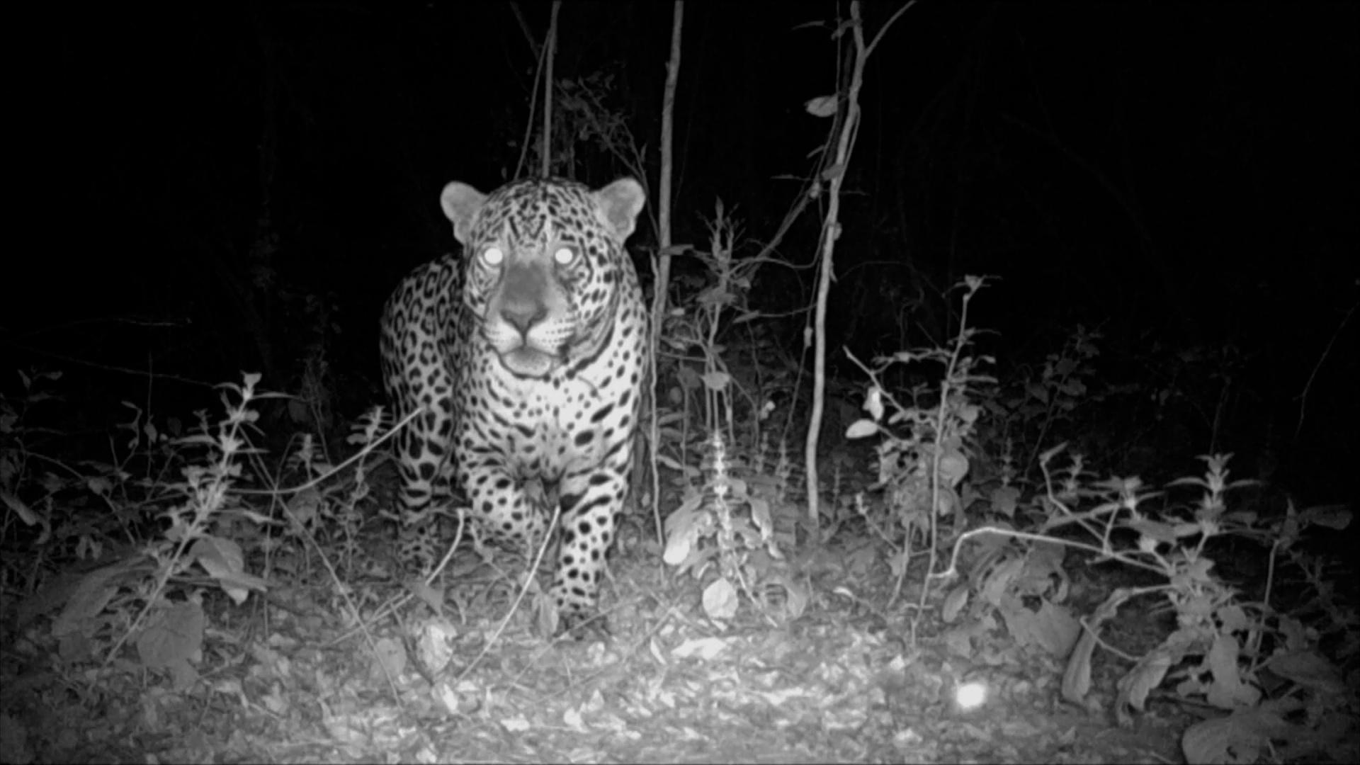 Black and white night camera still of a jaguar in Argentina