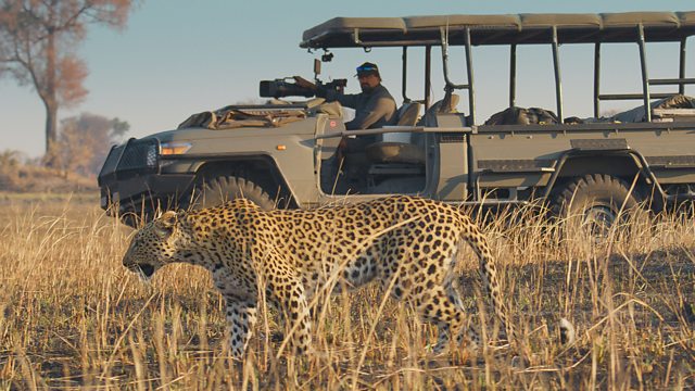 cheetah walking past a safari jeep