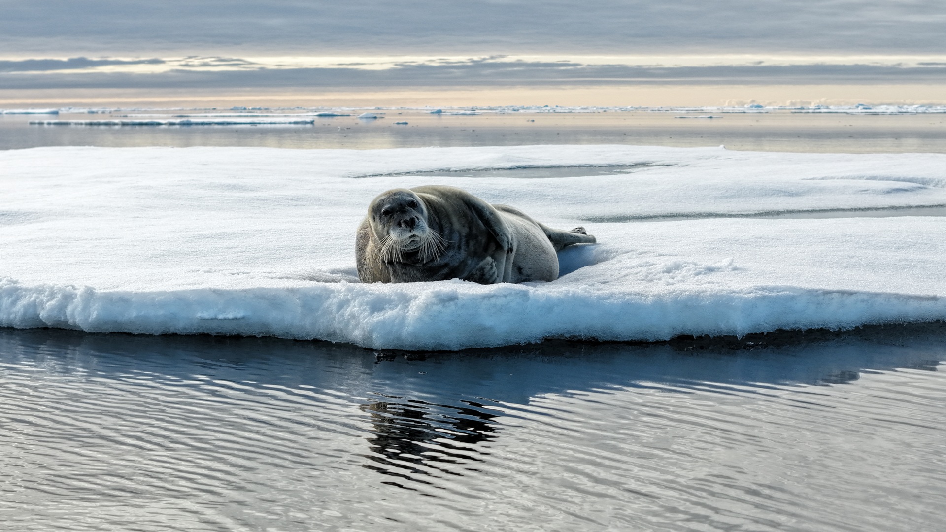 Seal floating on ice
