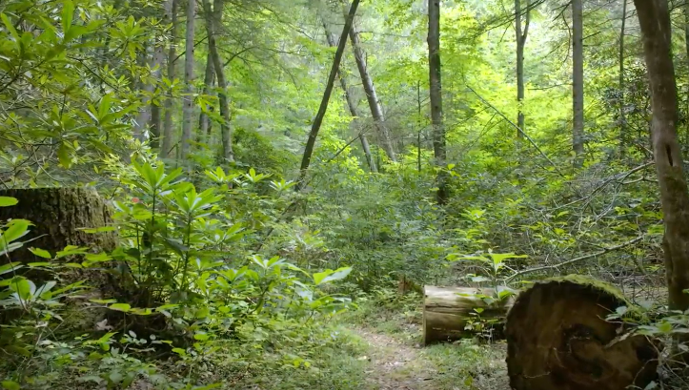 Wooded path
