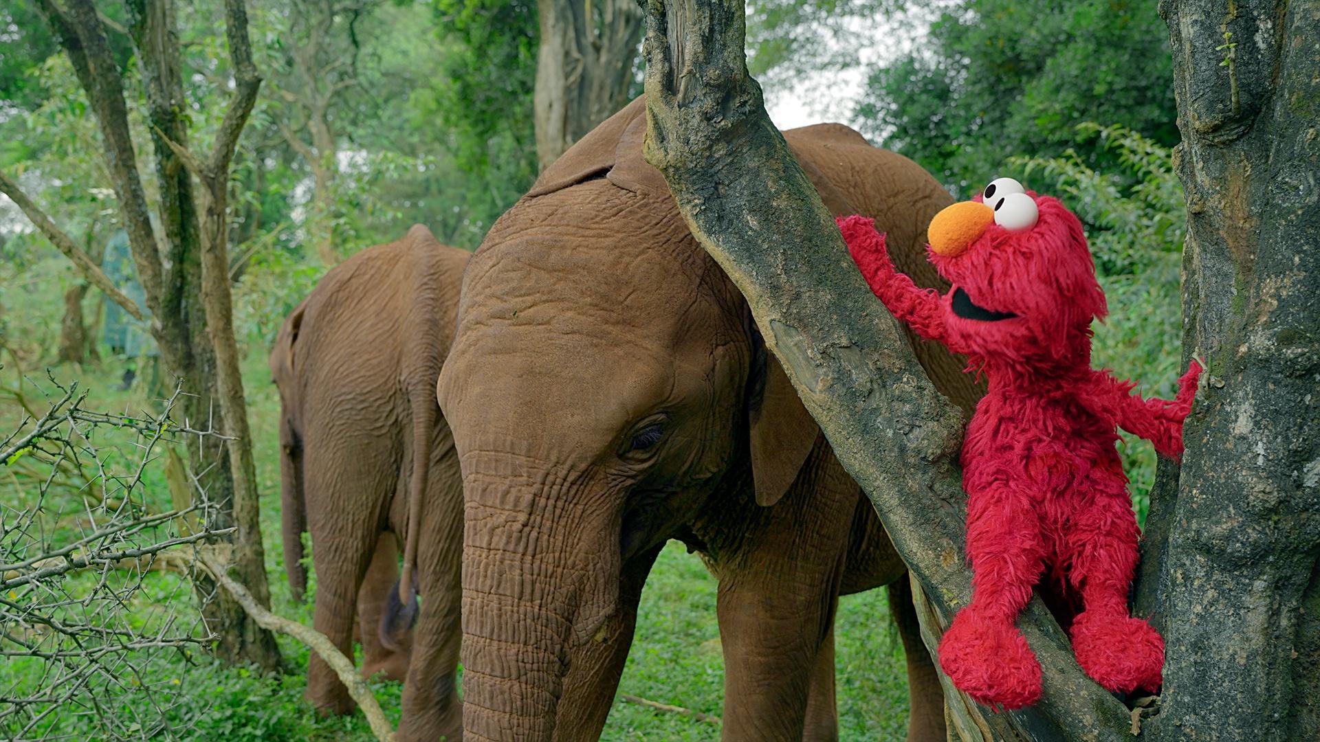 Elmo in a tree beside elephants