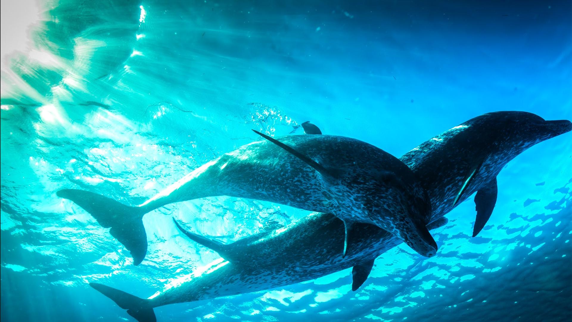 dolphins underwater
