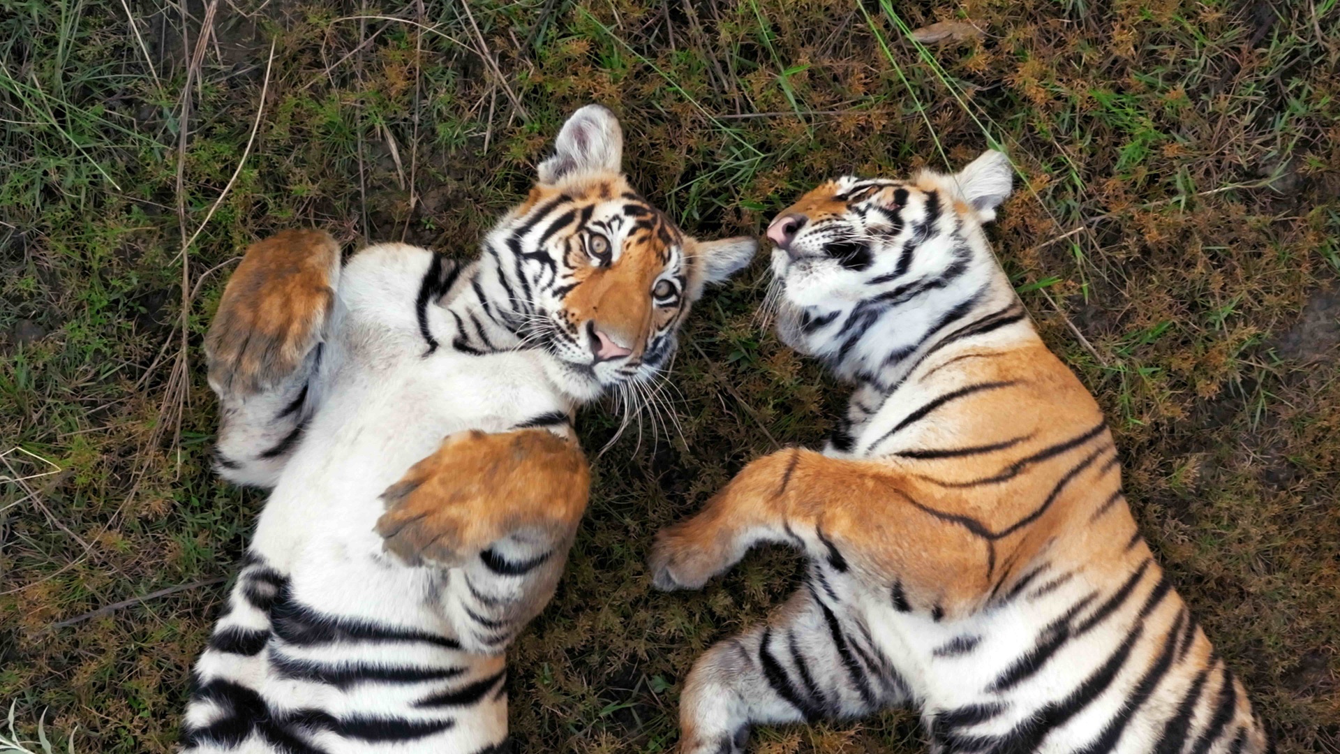 two tiger cubs playing