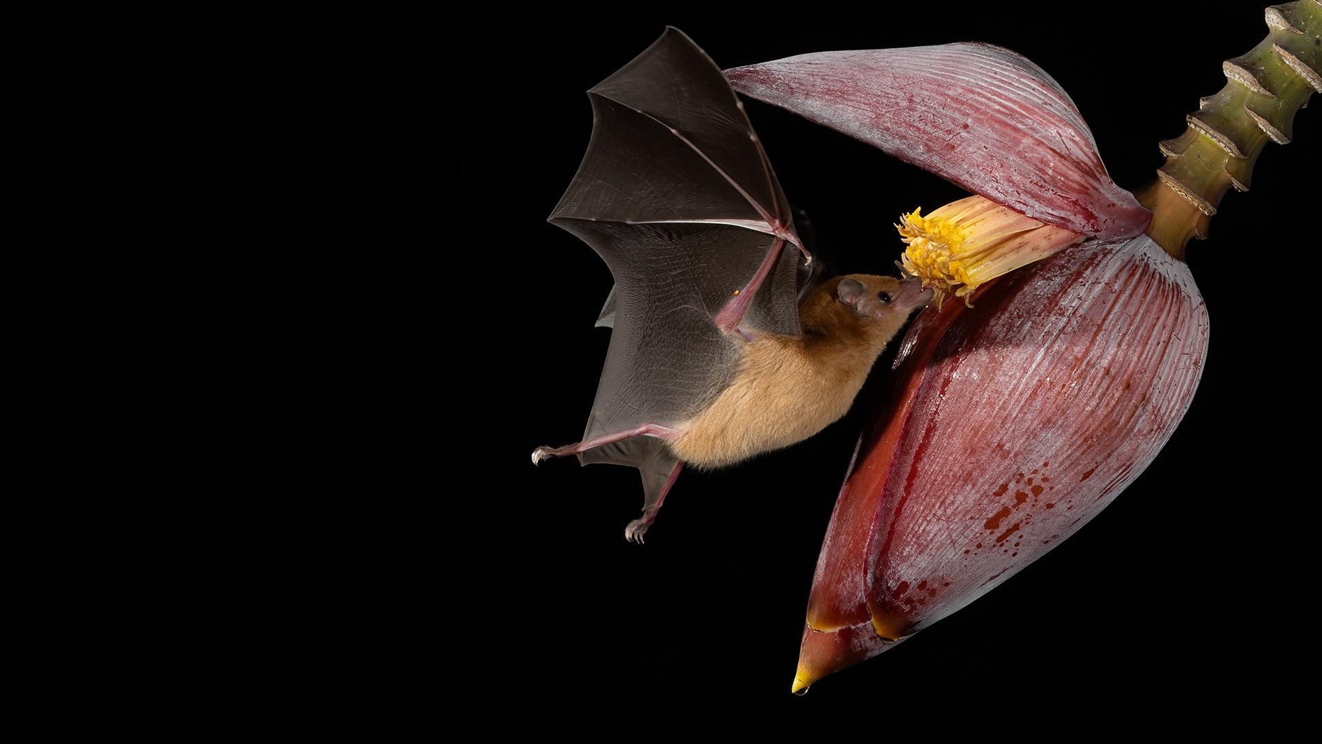 Bat flying to drink nectar from flower against black background