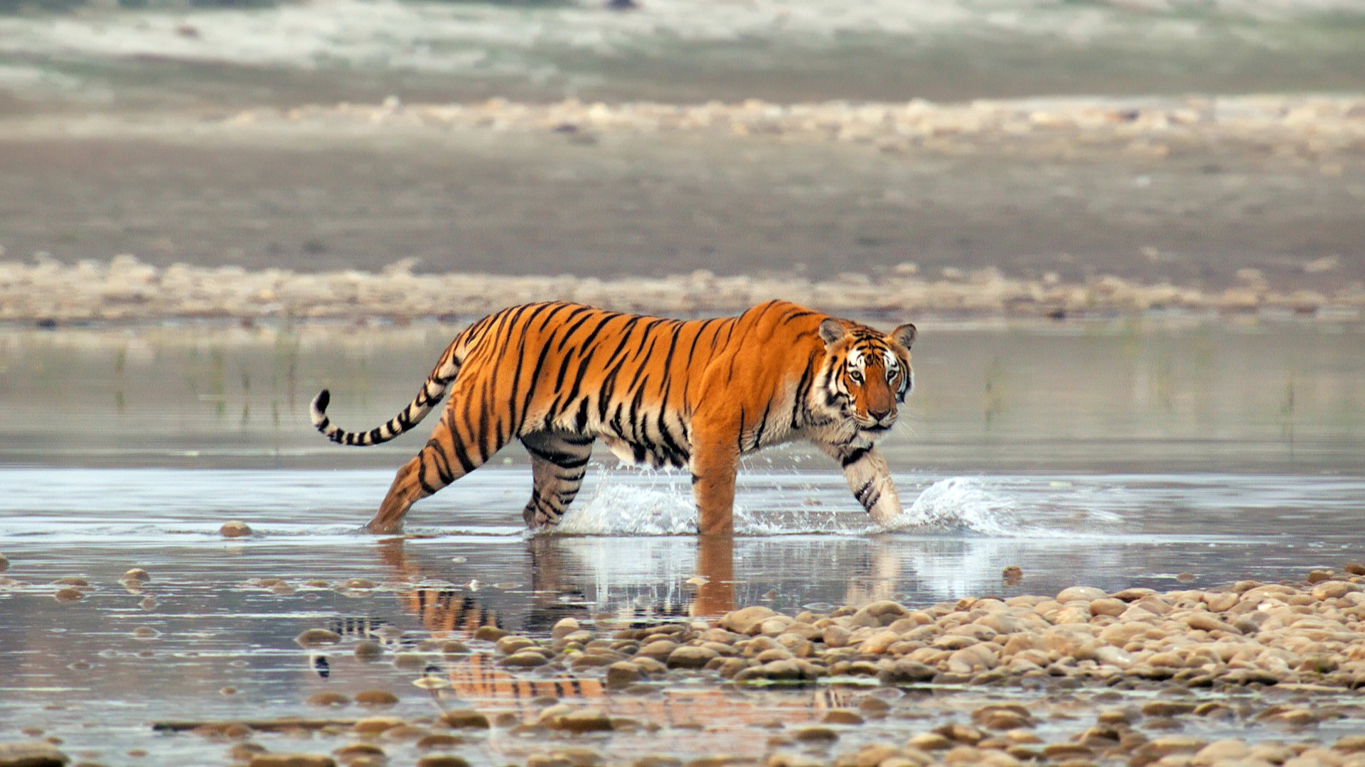 Tiger walking across beach at low tide
