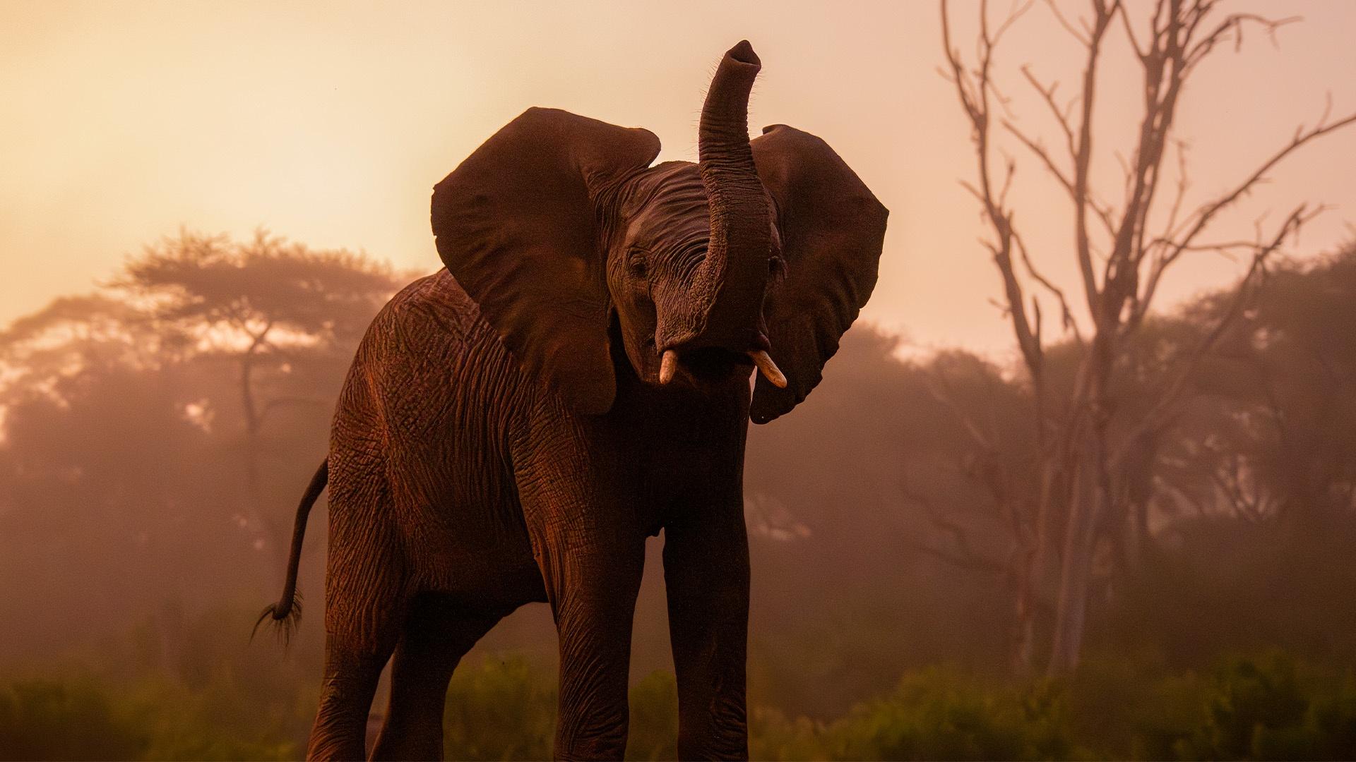 Elephant with trunk raised, mostly silhouetted against sunset or sunrise